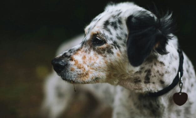 What my dog taught me about democracy – one kibble at a time