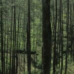Boreal forests could hold the key to achieving Canada’s climate goals