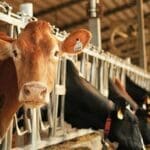 Canada chooses to dump milk rather than lower prices