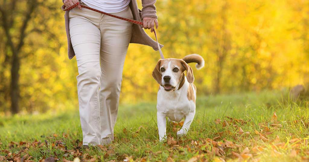 From city parks to rural paths, dog poop is piling up. It’s time for real consequences for lazy dog owners