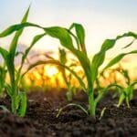 Farmers take the hit while biofuel companies cash in