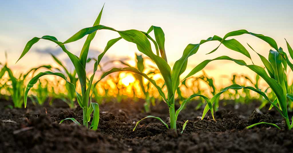 Canadian farmers face penalties for carbon emissions while biofuels producers profit. A scientist breaks down the policy flaw hurting agriculture