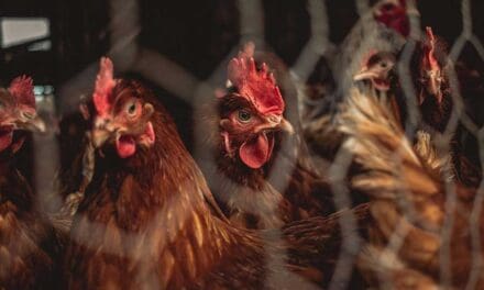 The climate argument against livestock doesn’t add up
