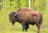 With Spring&#039;s arrival a Wood Bison sheds its winter coat