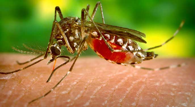 Town focuses on early-season mosquito measures