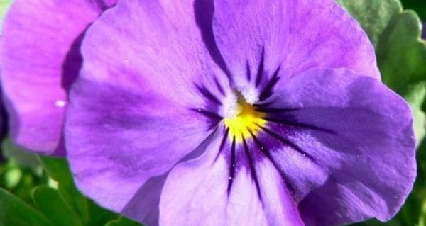 Purple pansies support pancreatic cancer research