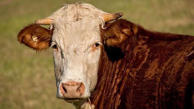 Cutting-edge genetics project targets methane emissions in beef cattle