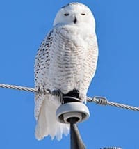 Snowy-Owl signs of spring