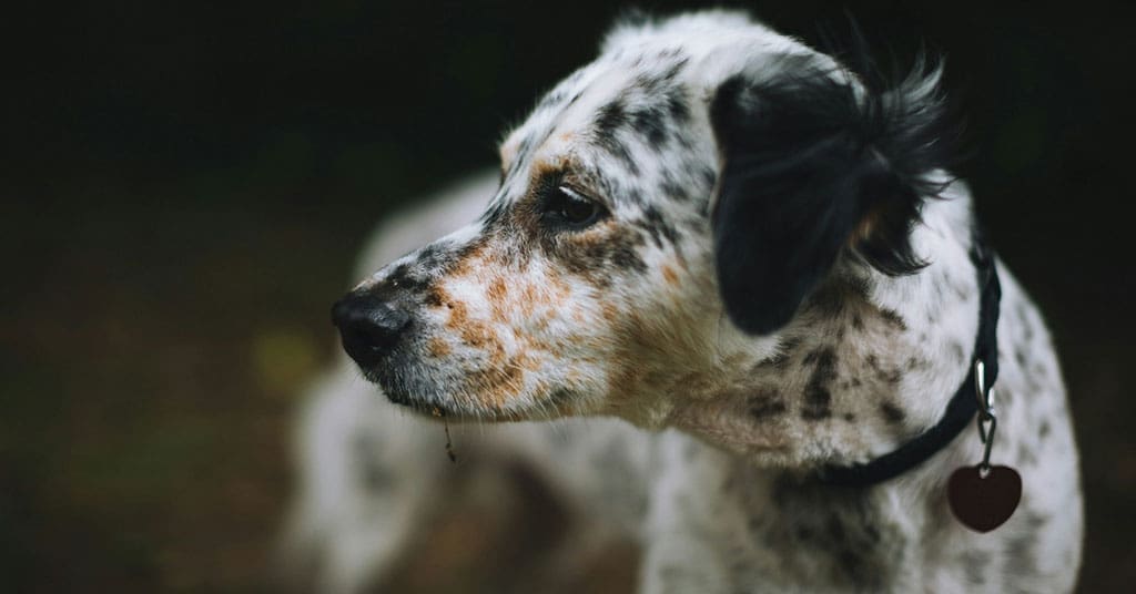 Rebuilding trust in politics starts with emotionally mature voters. What dog training taught one Canadian about democracy