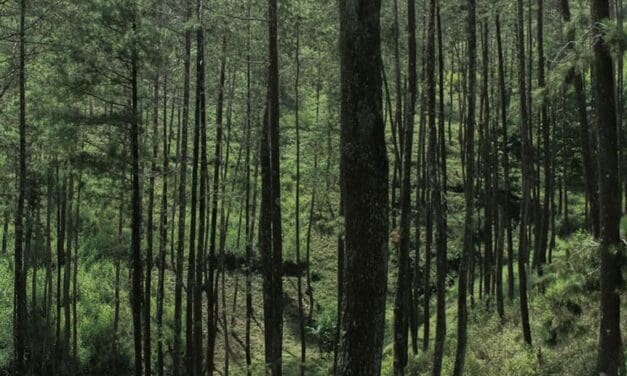 Boreal forests could hold the key to achieving Canada’s climate goals