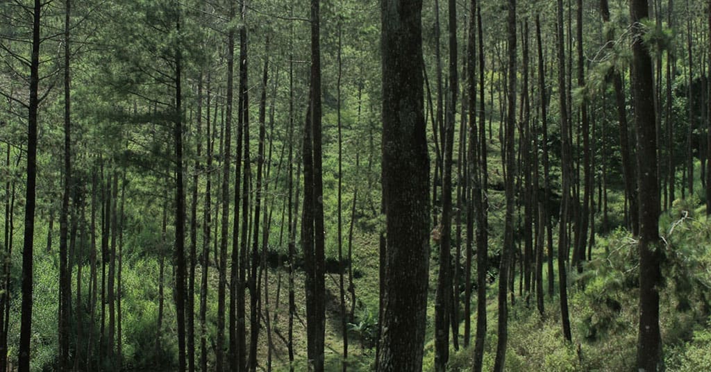 Boreal forests our best shot at carbon defence