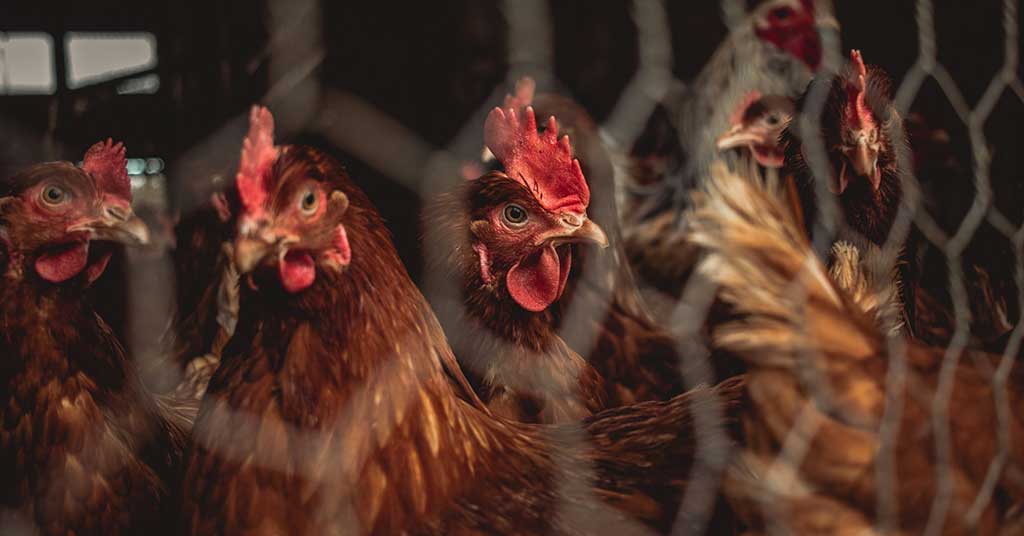 Think chicken prices are high now? Just wait until this summer