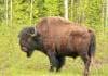 With Spring&#039;s arrival a Wood Bison sheds its winter coat