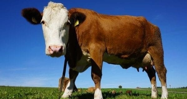 The cash cows of USMCA: how Canada’s dairy industry can survive