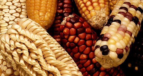 Planting the seeds for broader understanding of food’s origins