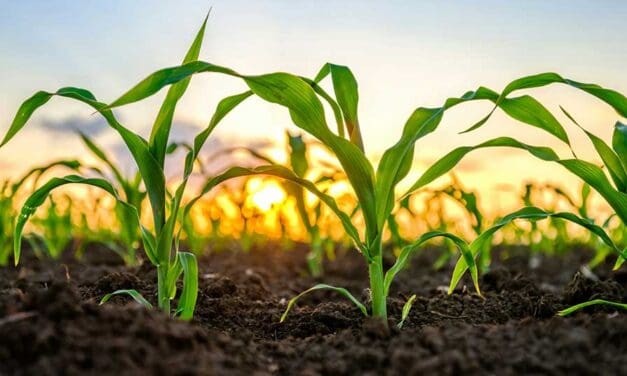 Farmers take the hit while biofuel companies cash in