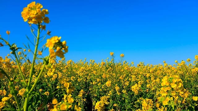 New canola research supercharges yield and profitability