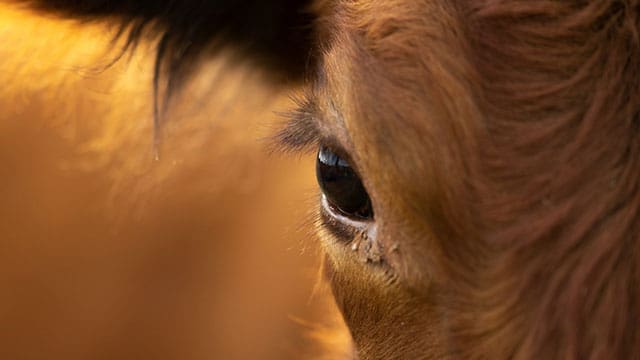 Labour strife exposes cracks in Canada’s meat processing industry