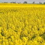Canada holds the upper hand in any canola deal with China