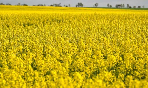 Canada holds the upper hand in any canola deal with China