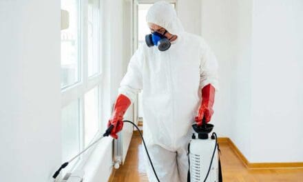 The Hidden Dangers of Ignoring Minor Pest Problems