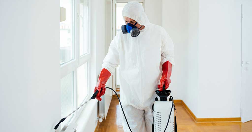 The Hidden Dangers of Ignoring Minor Pest Problems